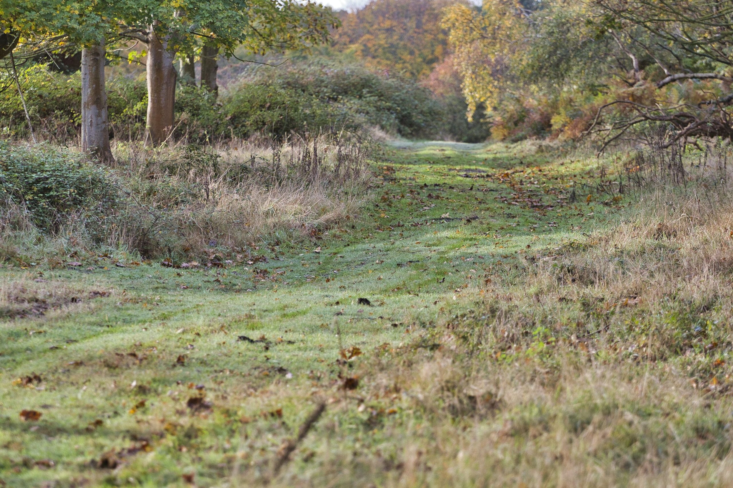 Suffolk Go Wild - TPR EVENTS